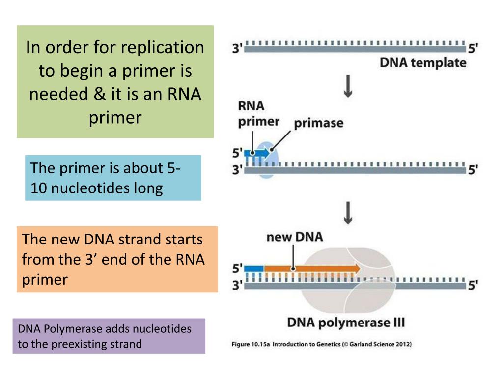 Replicate forf face to many. What is DNA primer. Primers for DNA. Праймер в ДНК это точка Origin. A primer of Conservation Genetics.