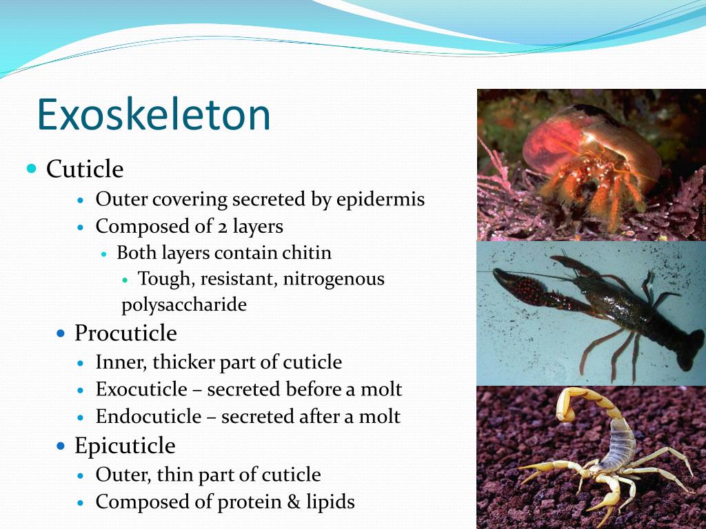 the waterroof exoskeleton of most arthropods in composed of the waterroof exoskeleton of most arthropods in composed of