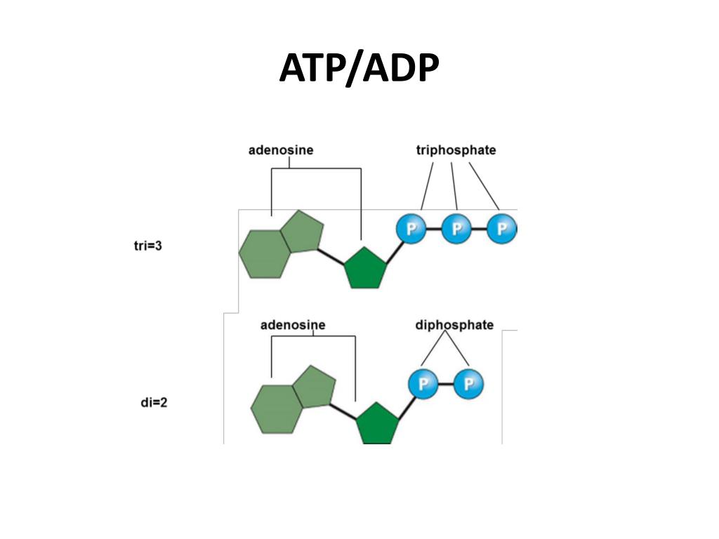 What types of molecules are broken down to make atp