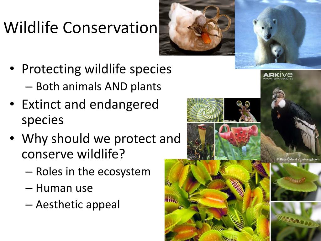 case study of wildlife conservation