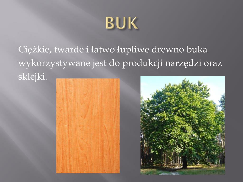 Karta Pracy Cenny Surowiec Drewno PPT - CENNY SUROWIEC PowerPoint Presentation, free download - ID:6508030