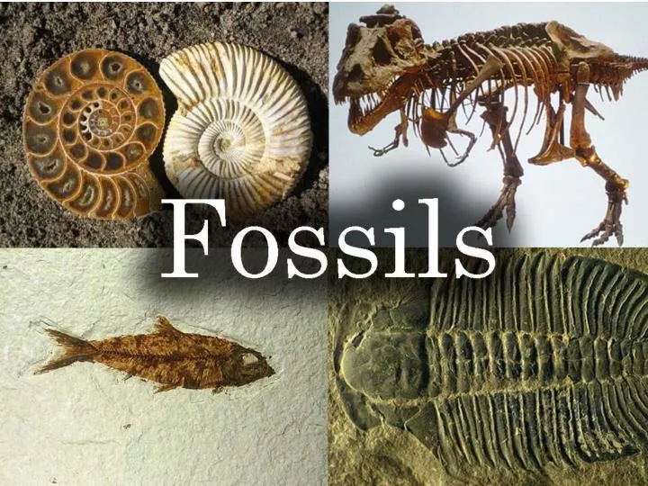 Fossils And Evolution Ppt at Nolan Michael blog