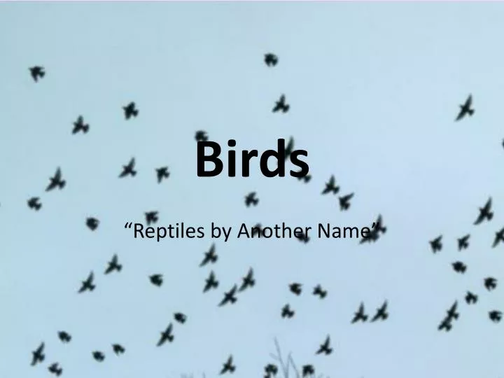 birds n.
