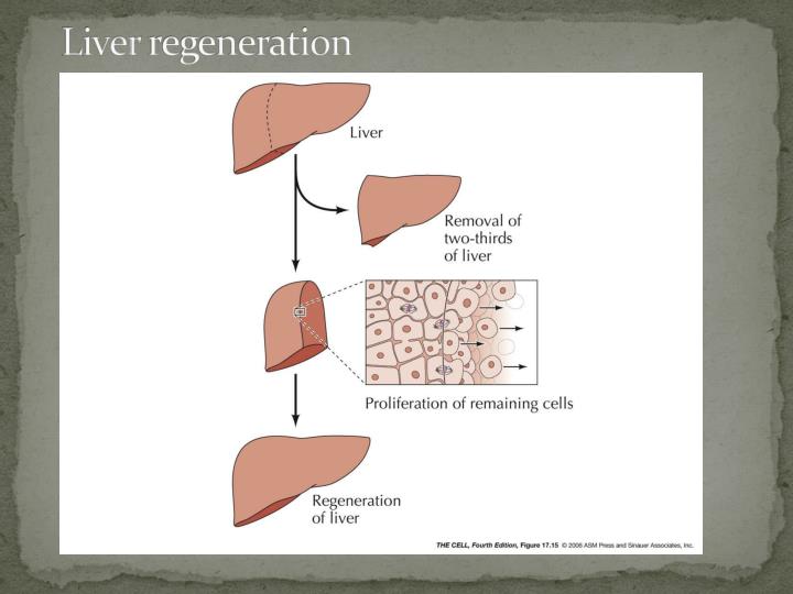 PPT Cell Death and Renewal PowerPoint Presentation ID6510857