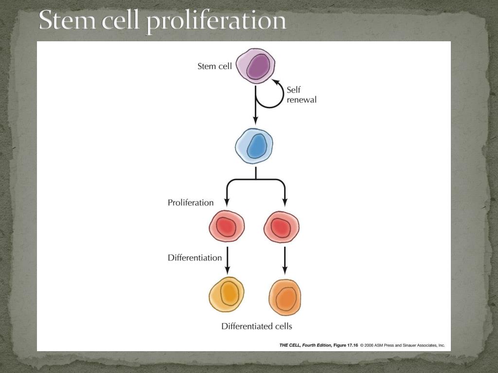 Cell Death and Renewal PowerPoint Presentation free download Biology Diagrams
