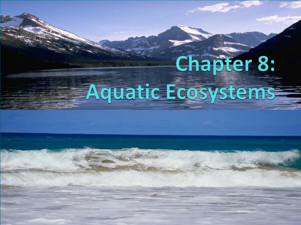 PPT - Chapter 8: Aquatic Ecosystems PowerPoint Presentation, Free ...