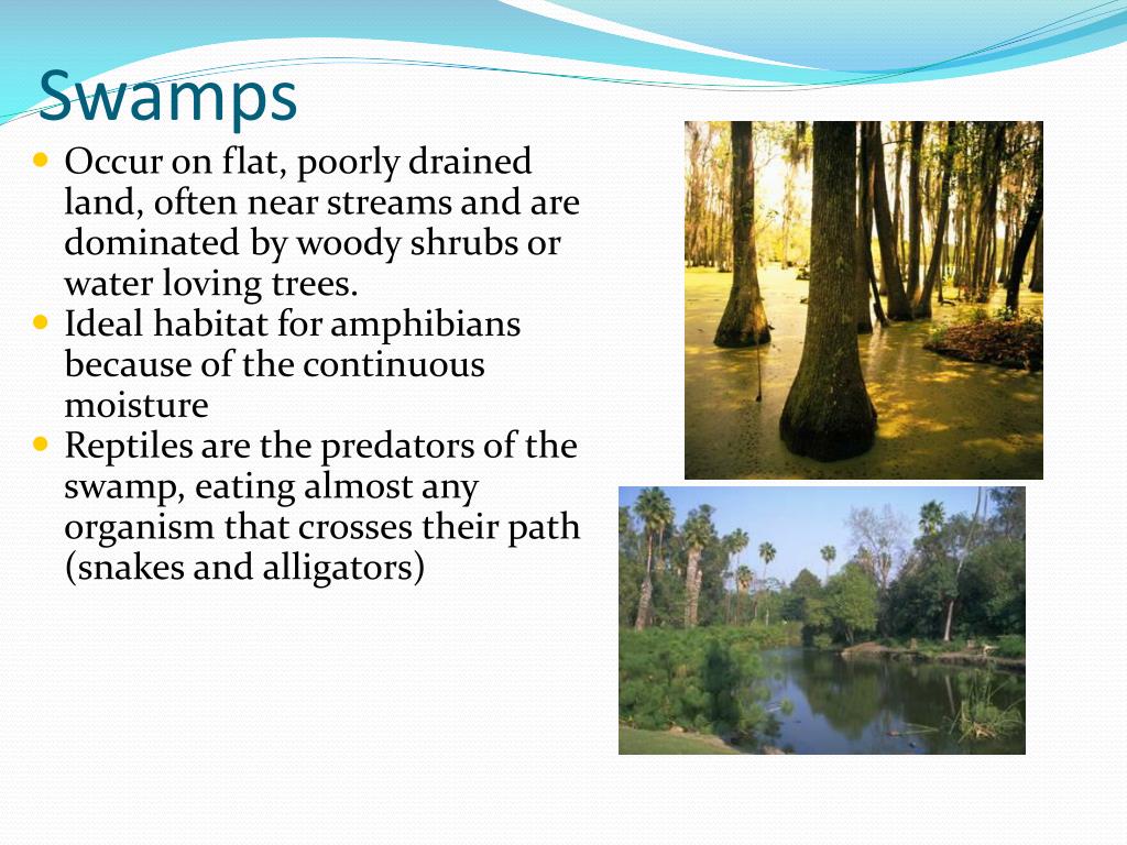 PPT - Chapter 8: Aquatic Ecosystems PowerPoint Presentation, free 