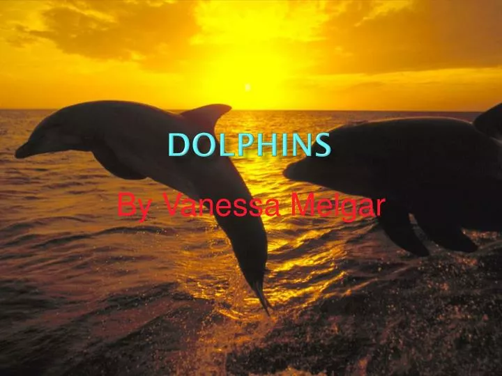 PPT - Dolphins PowerPoint Presentation, Free Download - ID:6512546