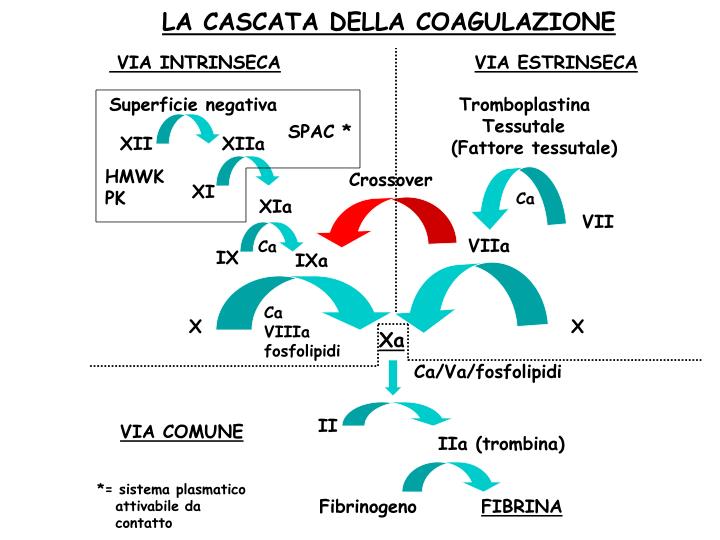 PPT Corso Di Laurea In Scienze Infermieristiche PowerPoint ppt-corso-di-laurea-in-scienze-infermieristiche-powerpoint