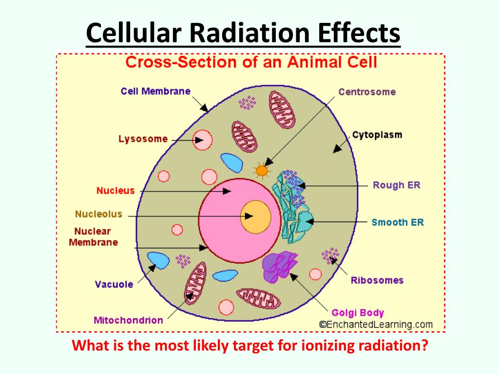 Dose, Biological Effects, and Exposure Models PowerPoint ... Biology Diagrams