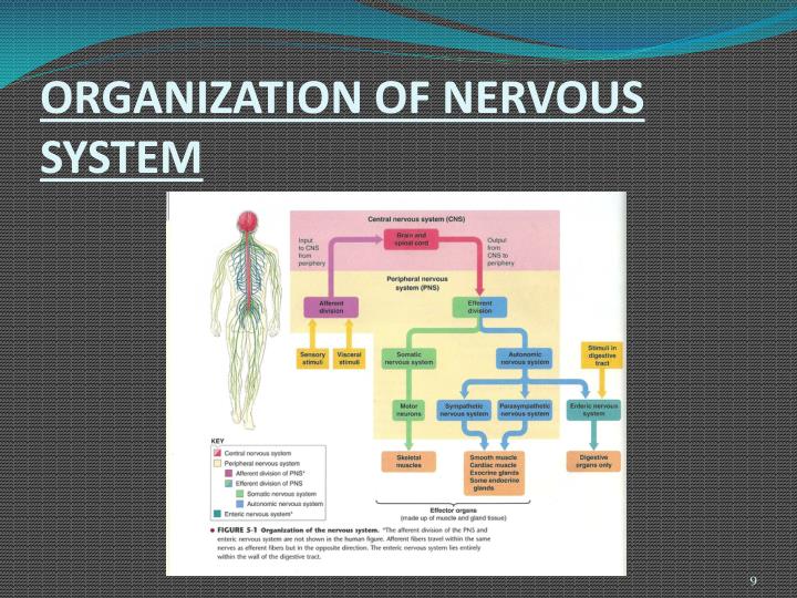 PPT - ORGANIZATION OF NERVOUS SYSTEM PowerPoint Presentation - ID:6515781