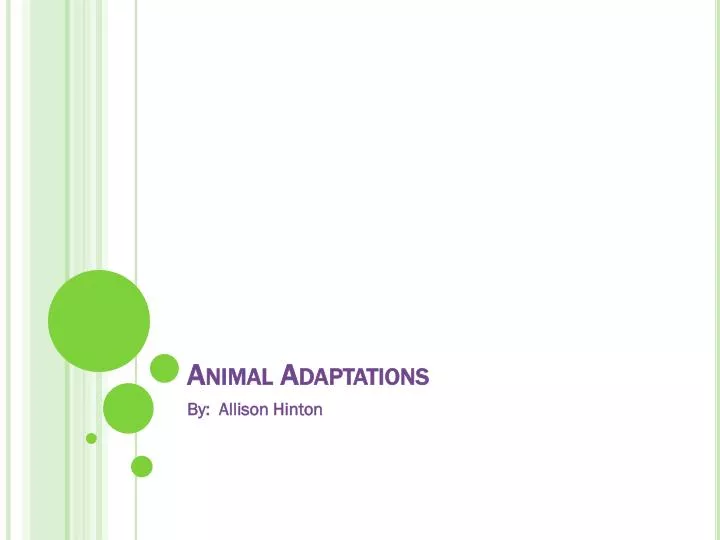 animal adaptations n.