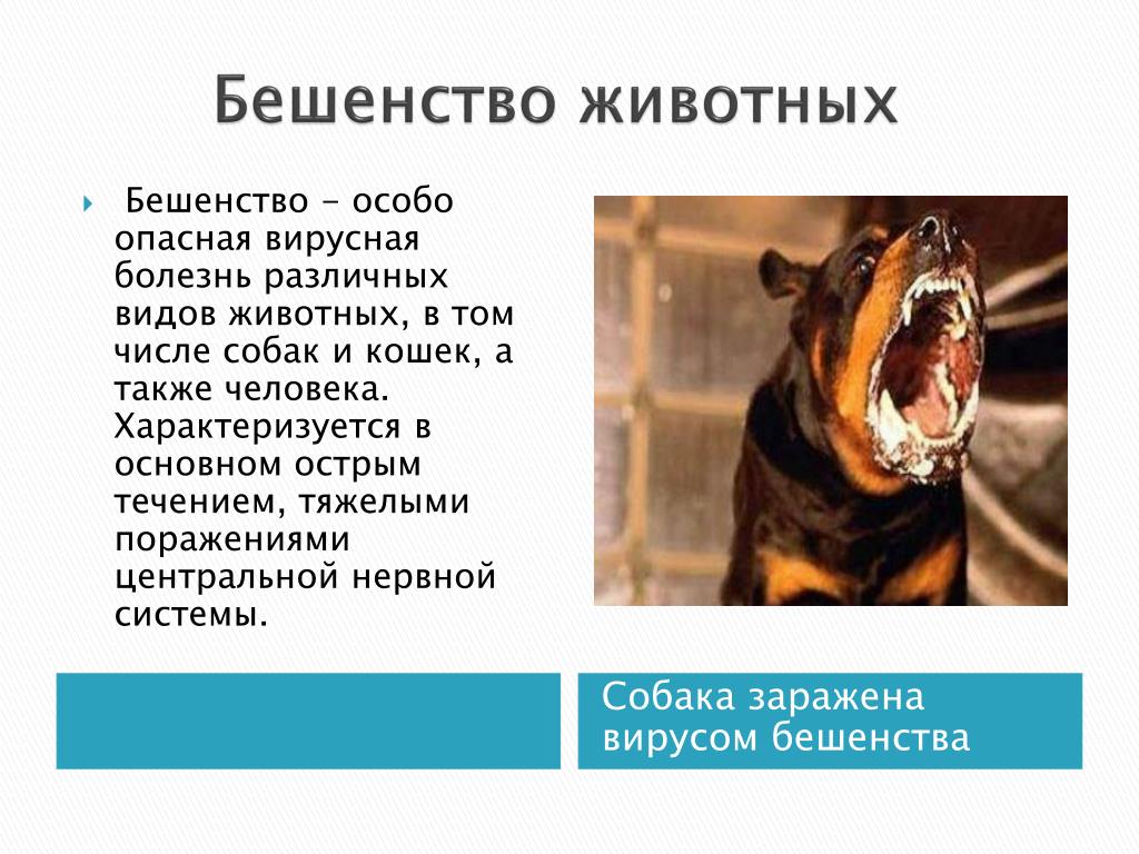 Как проявляется бешенство у собак первые. Презентация бешенство животных. Опасные заболевания животных.