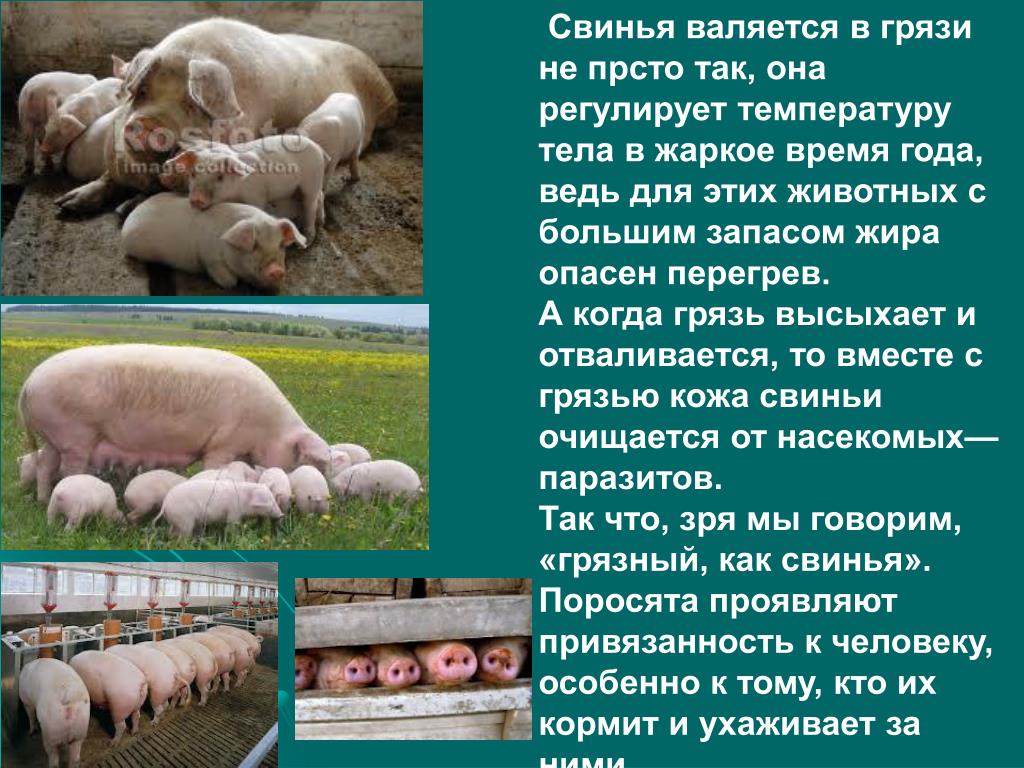 Свинья информация. Проект на тему свинья. Информация о свинье. Краткое сообщение о свиноводстве. Факты о свиноводстве.