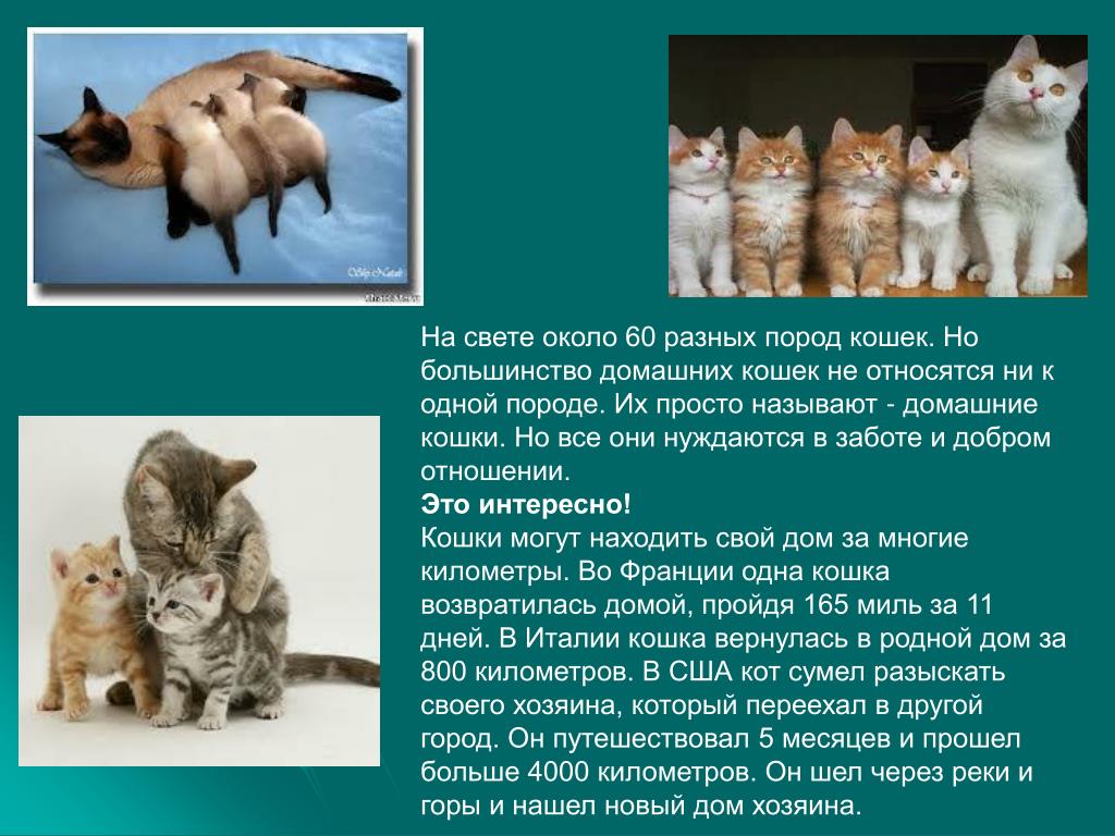 Породы кошек 1 класс. Проект про кошек. Доклад про домашних животных. Презентация на тему кошки. Презентация на тему домашние кошки.