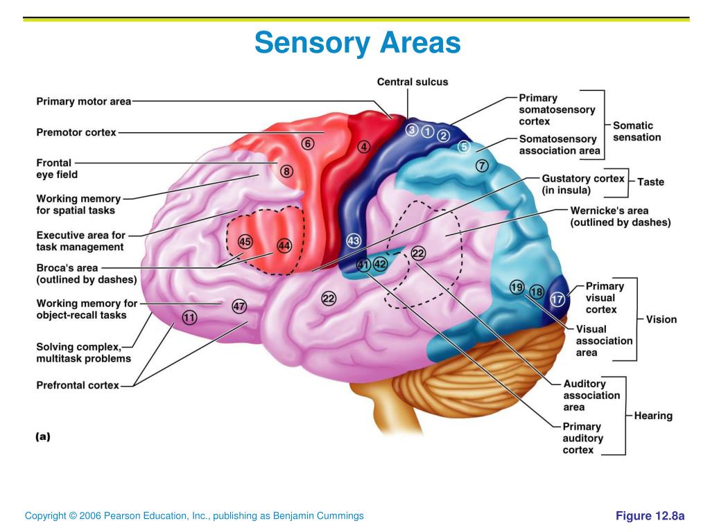 PPT - Central Nervous System (CNS) PowerPoint Presentation, free