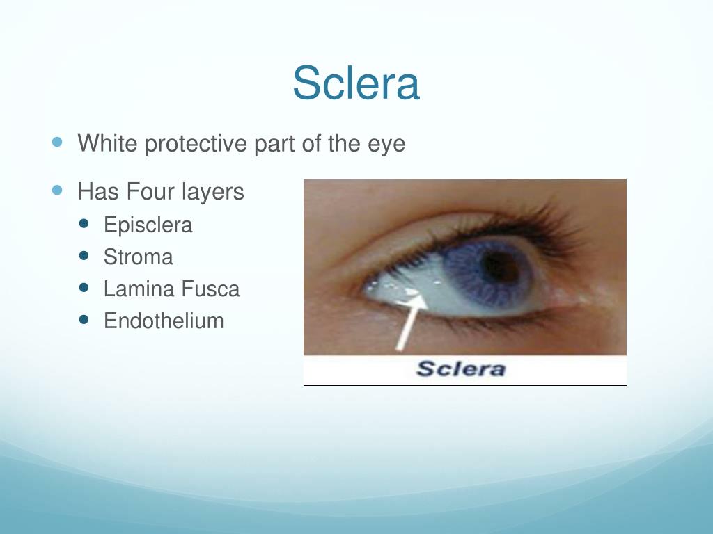 Sclera White Of The Eye Definition And Detailed Illus vrogue.co