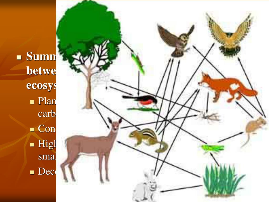Большим разнообразием видов разнообразными цепями питания. Пищевая сеть экосистемы. Пищевая сеть экосистемы Луга. Составьте пищевую цепочку биоценоза городского парка. Пищевые связи цепь питания.