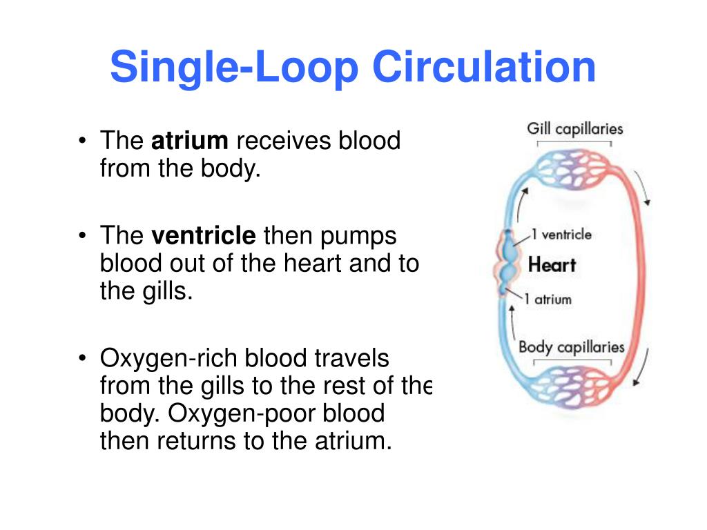 PPT - Circulatory and Respiratory Systems PowerPoint Presentation, free