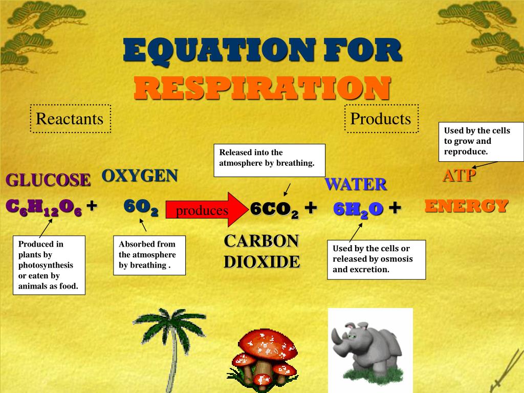 PPT PHOTOSYNTHESIS AND CELLULAR RESPIRATION PowerPoint