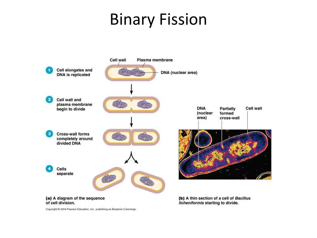 example of binary fission example of binary fission