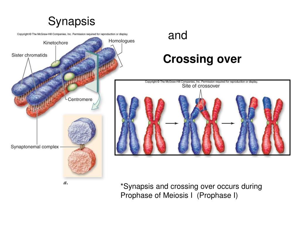 Meiosis and Sexual Reproduction PowerPoint Presentation free Biology Diagrams