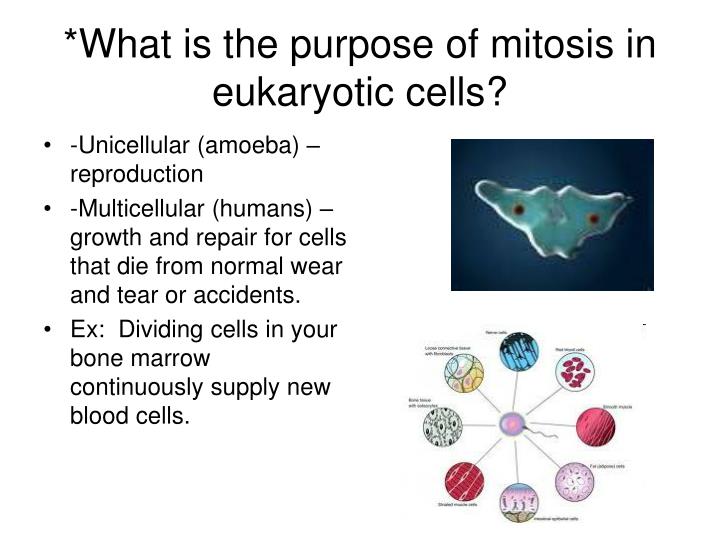 cell reproduction cell reproduction