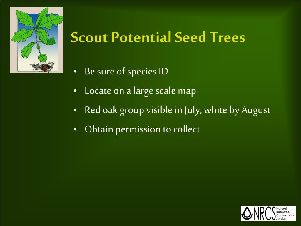 Ppt Direct Seeding Establishing A Forest With Seed Powerpoint