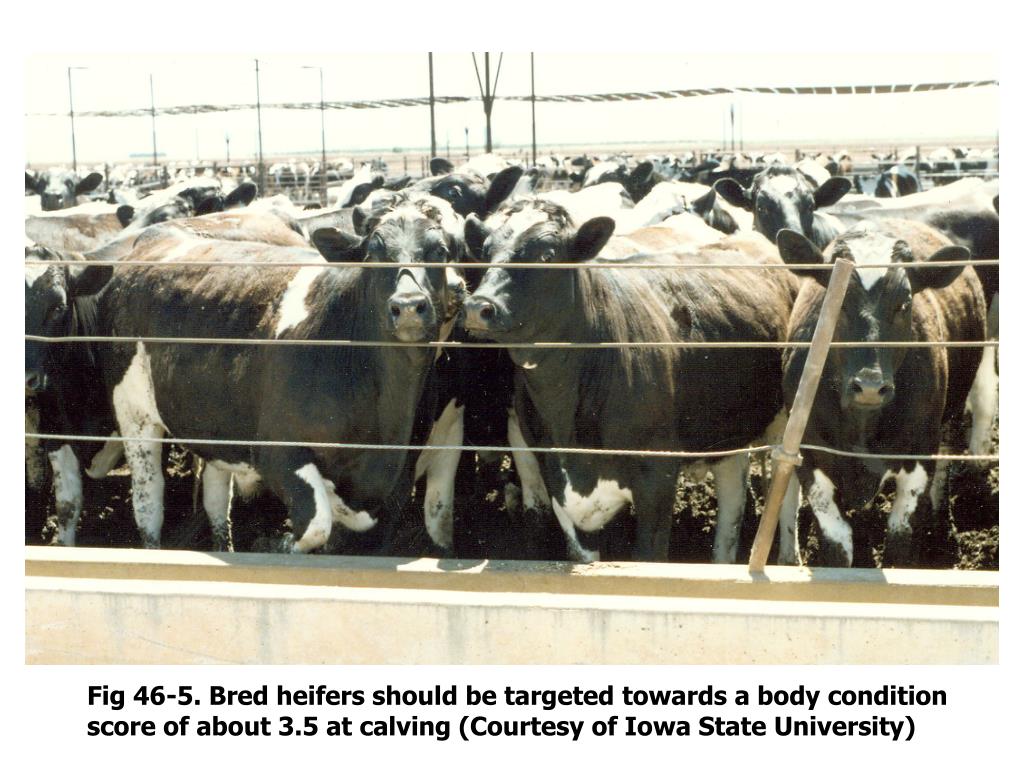 PPT - Managing Replacement Heifers PowerPoint Presentation, Free ...