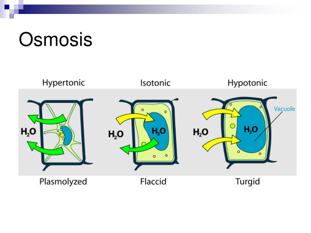 Плазмолиз и деплазмолиз в клетках. Плазмолиз растительной клетки. Тургор плазмолиз деплазмолиз клетки. Тургор растительной клетки.