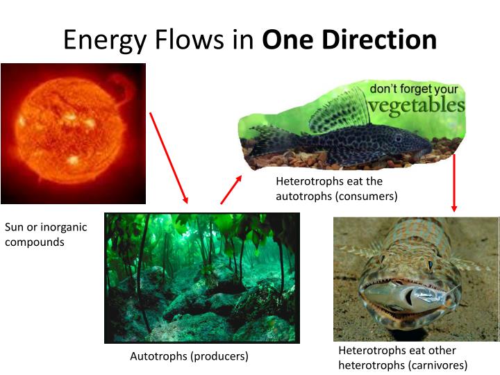 PPT Ecology Energy Flow and Nutrient Cycles PowerPoint