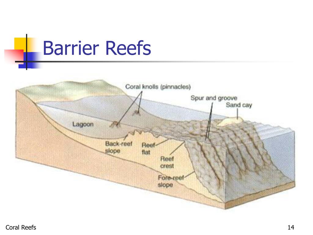 Ppt Coral Reefs Powerpoint Presentation Free Download Id