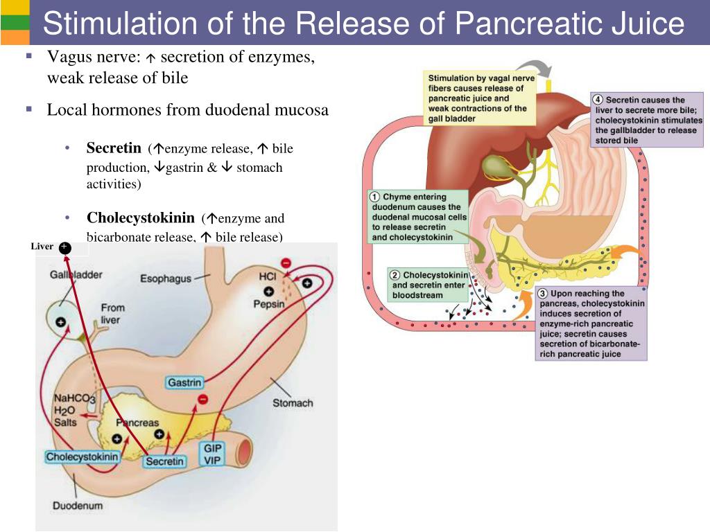 PPT Digestive System II Digestive Activities PowerPoint Presentation