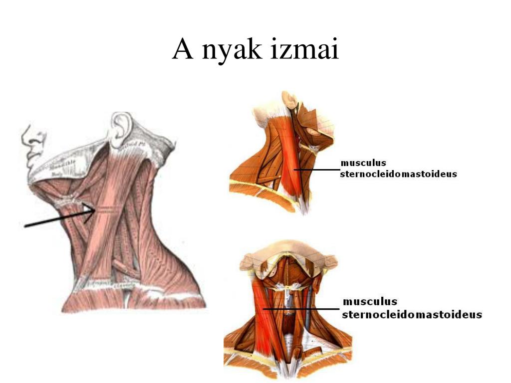 nyak izmai magyarul