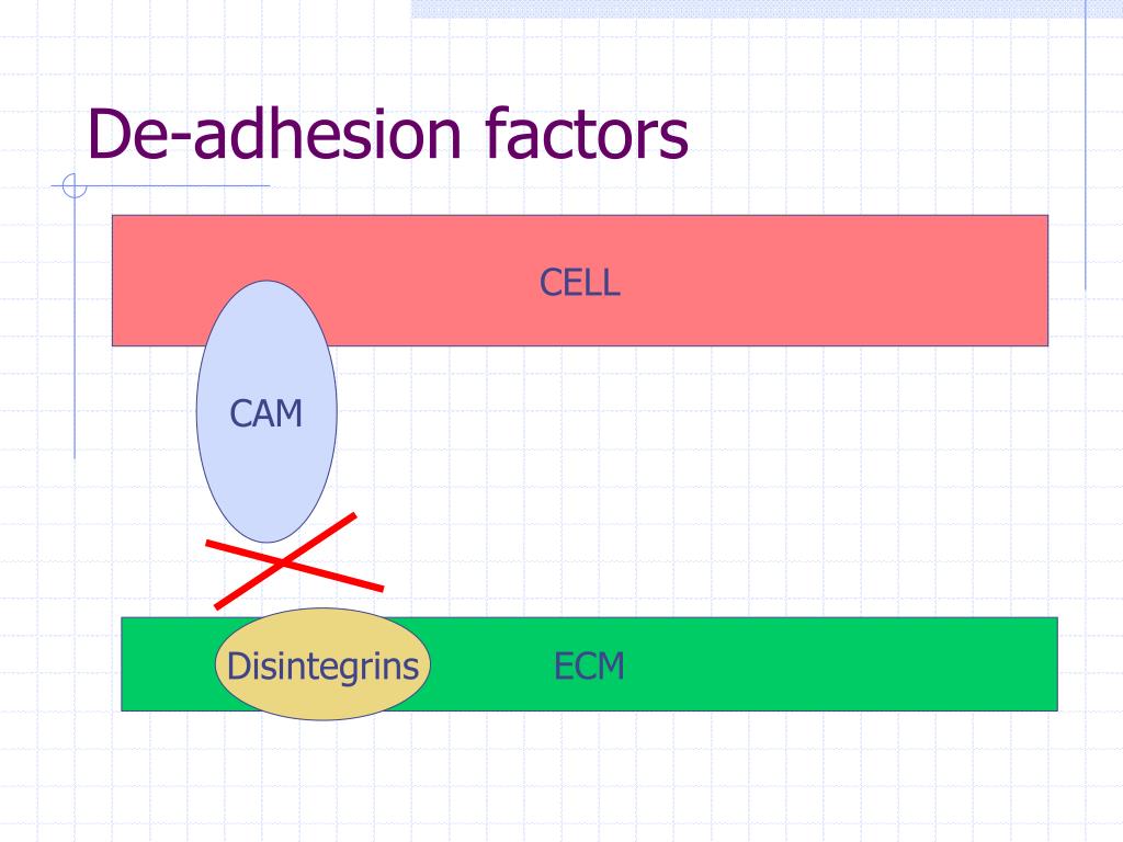 PPT - Integrating Cells Into Tissues PowerPoint Presentation - ID:6523386