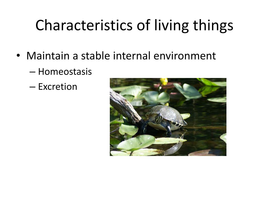 characteristics of living things powerpoint presentation lesson plan
