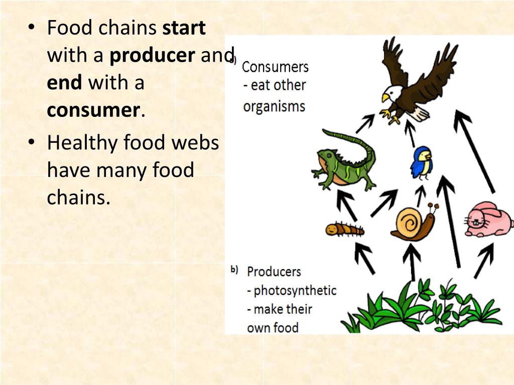 PPT - Food Webs, Food Chains and Trophic Levels PowerPoint Presentation