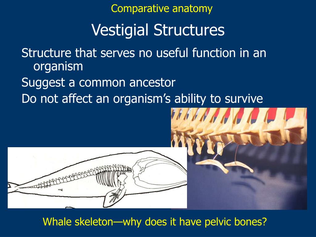 download free vestigial structures download free vestigial structures