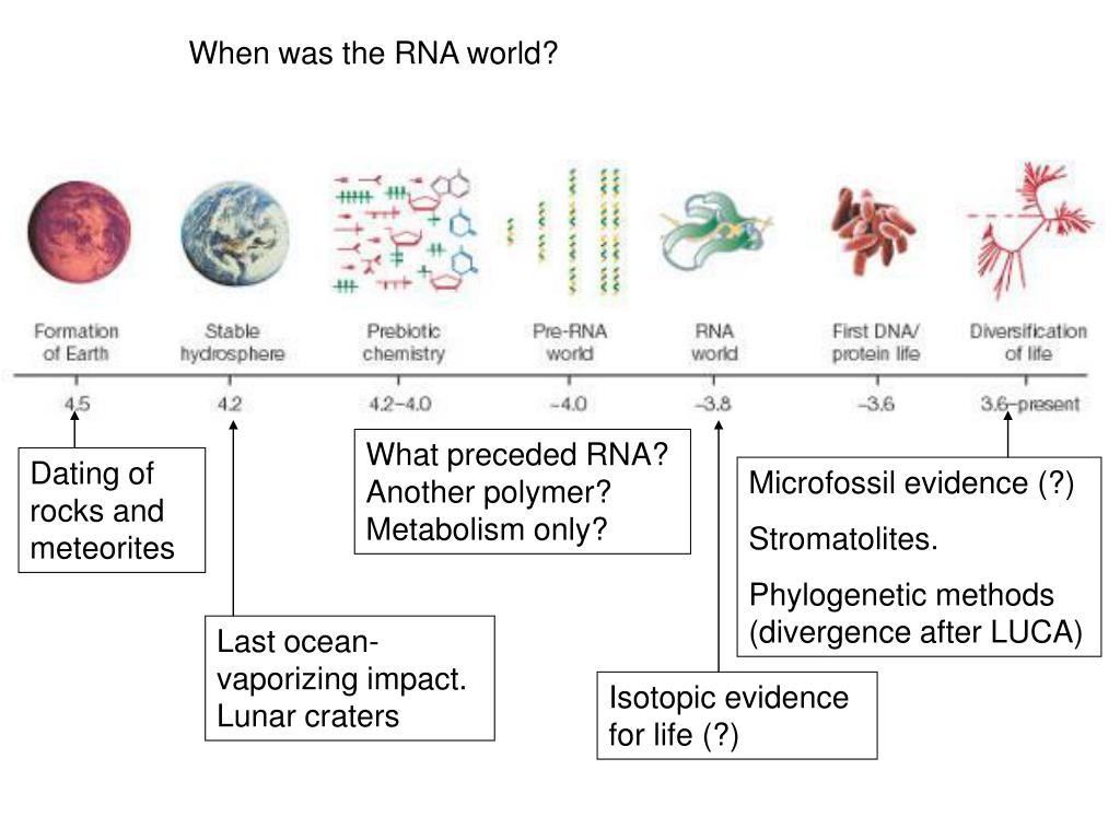 rna world hypothesis notes