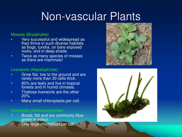 Ppt Kingdom Plantae Powerpoint Presentation Id 6524417 Non Vascular Plants