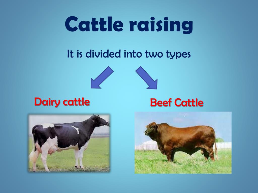 PPT - Animal Husbandry PowerPoint Presentation, free download - ID:6525478 PPT - Animal Husbandry PowerPoint Presentation, free download - ID:6525478