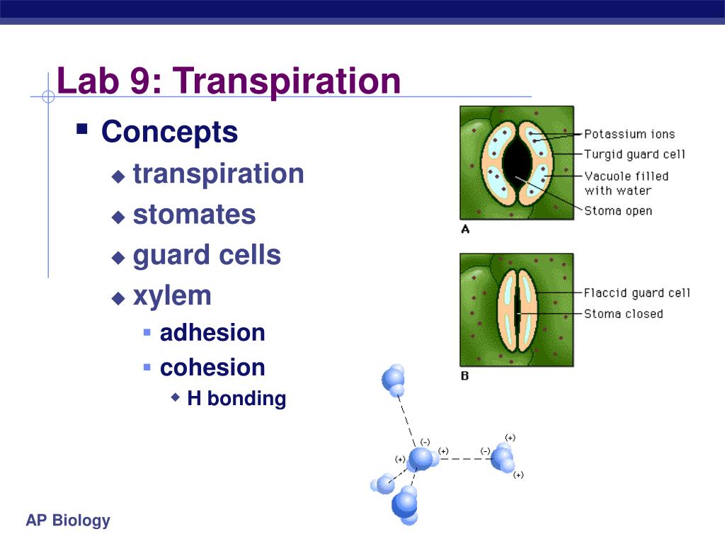 PPT Lab 9 Transpiration PowerPoint Presentation, free download ID