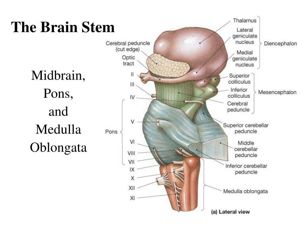 Ствол головного мозга включает отдел. Структура и функции ствола мозга. Ствол головного мозга спереди. Мозговой ствол строение и функции. Ствол мозга строение и функции.