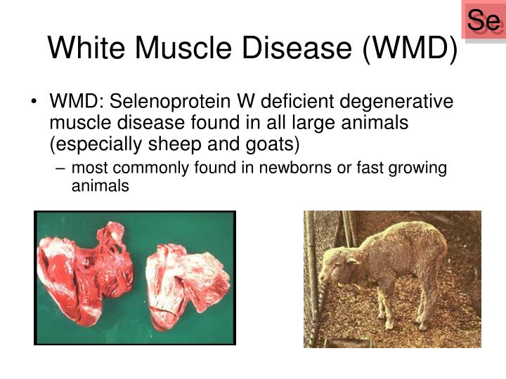 ppt consequences of mineral and deficiencies powerpoint white muscle disease