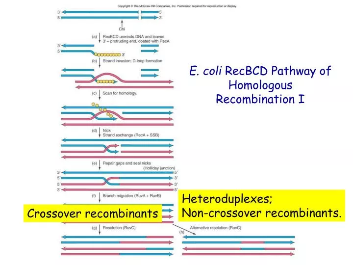 PPT - E. coli RecBCD Pathway of Homologous Recombination I PowerPoint ...