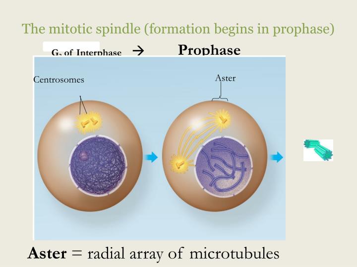 The Cell Cycle PowerPoint Presentation Biology Diagrams
