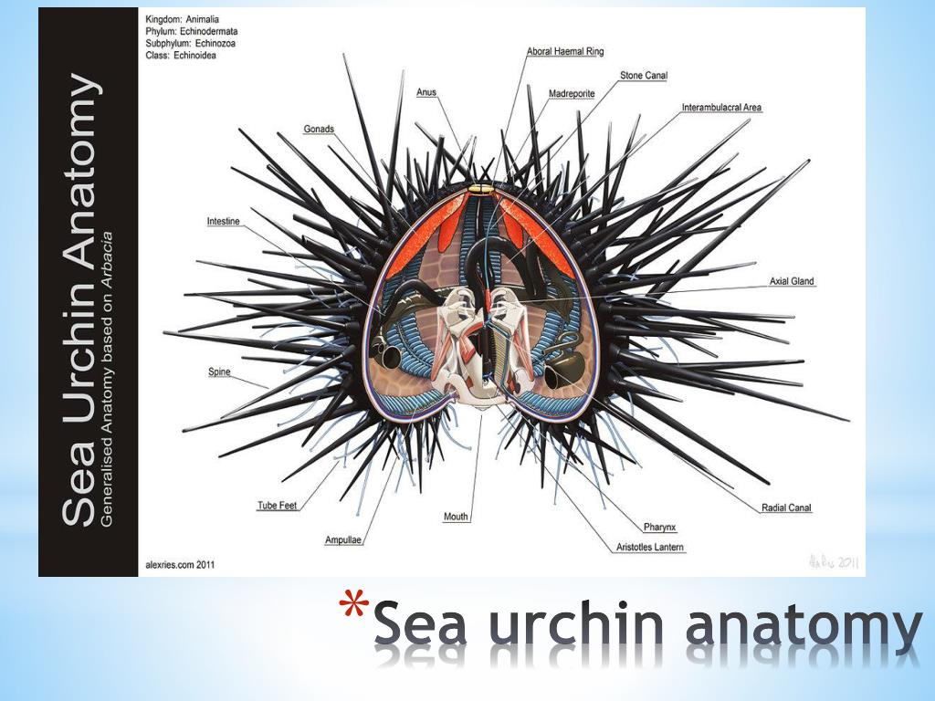 Sea Urchins Anatomy