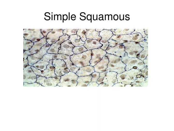 PPT Simple Squamous PowerPoint Presentation, free download ID6532743