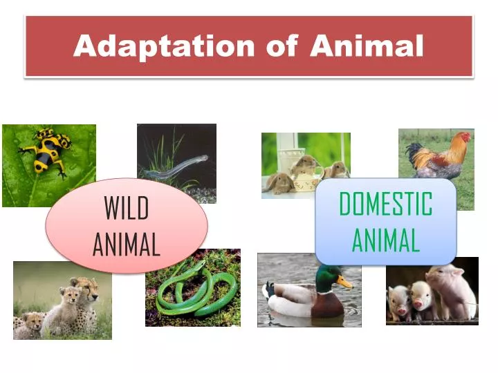 PPT - Adaptation of Animal PowerPoint Presentation, free download - ID
