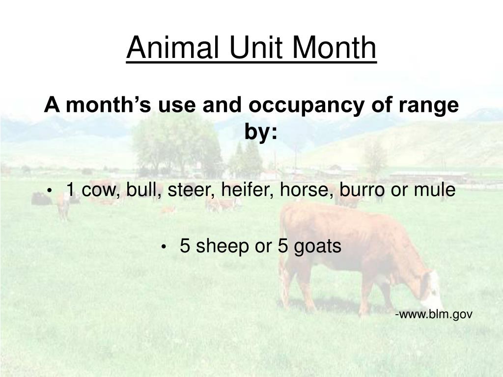 animal unit months